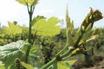 Plan de vigne en gros plan, avec dans le fond, le vignoble